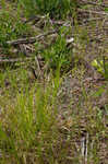 Shortbeak sedge